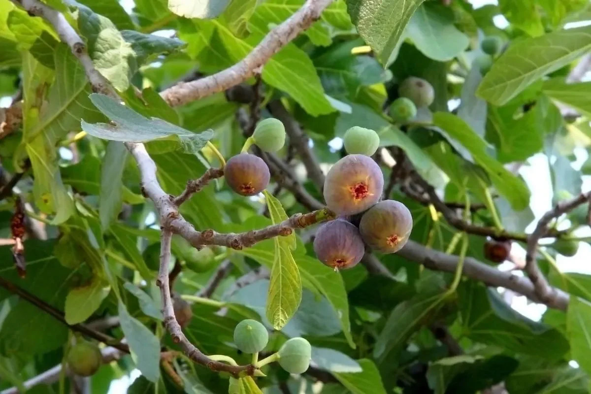 À quel âge un figuier donne des fruits ?