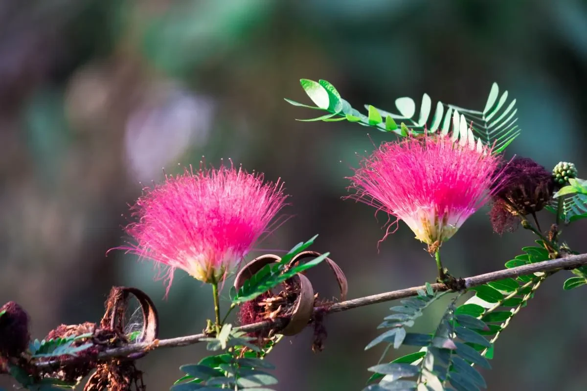 A quelle distance d'une maison planter un albizia ?